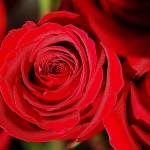 Ecuadorian Beautiful Rose