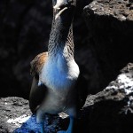 Blue Footed Boobie - Galapagos Ecuador