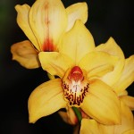 Yellow Orchids - Ecuador Amazon