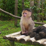 Monkey yanacocha Monkey Rescue South America