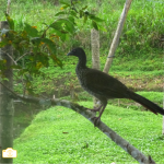 Pava de monte Rescued Animal Ecuador