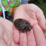 Turtles Rescue Program