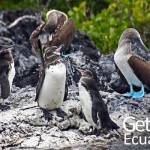 Galapagos Fauna Travel Ecuador
